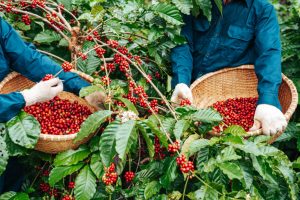 Lễ hội cà phê Buôn Ma Thuột năm 2023 sẽ diễn ra tại Đắk Lắk - nơi được coi là trung tâm của ngành cà phê tại Việt Nam. Đây là sự kiện được tổ chức 2 năm 1 lần  thu hút du khách đến tham quan, tìm hiểu văn hóa cà phê độc đáo của Tây Nguyên và trải nghiệm những hoạt động đặc sắc. Dưới đây là những hoạt động bạn không thể bỏ qua tại Lễ hội cà phê Buôn Ma Thuột năm 2023.